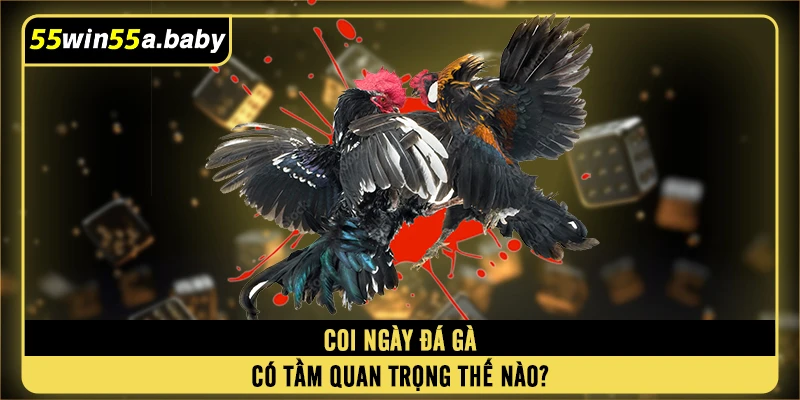 Coi ngày đá gà có tầm quan trọng thế nào?