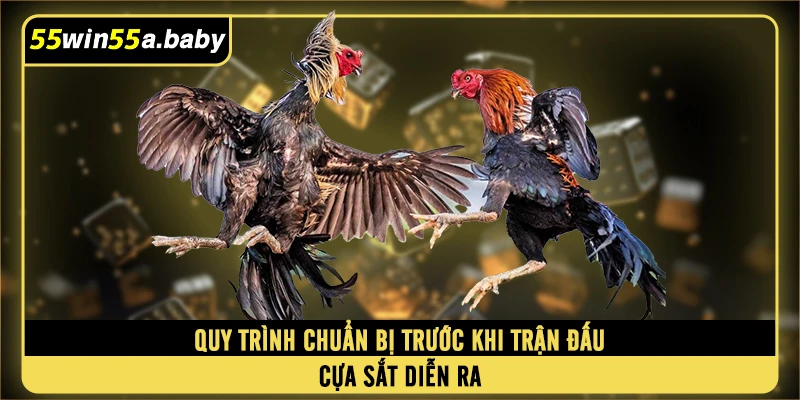 Quy trình chuẩn bị trước khi trận đấu đá gà cựa sắt diễn ra