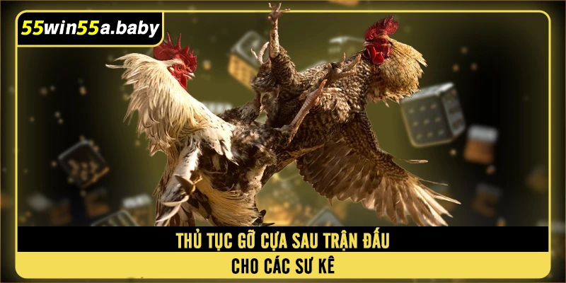 Thủ tục gỡ cựa sau trận đấu đá gà cựa sắt cho các sư kê